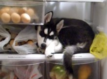 husky refrigerator