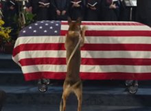 max dog movie soldier ptsd