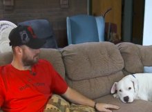 rescued-pit-bull-terrified-people