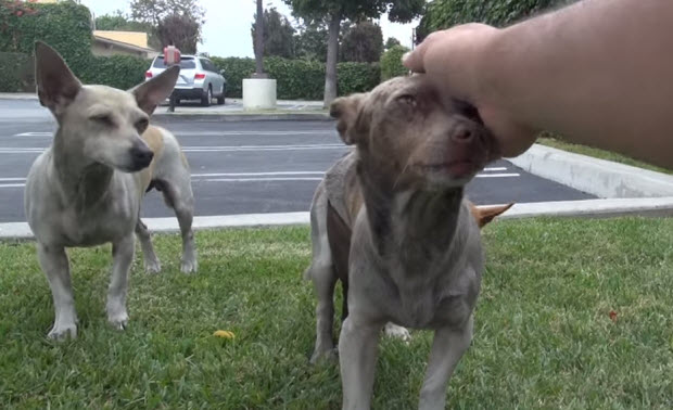 three dogs dropped at parking lot