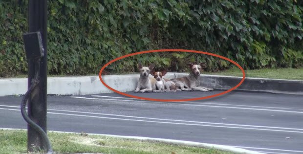three chiwawas dropped at parking lot