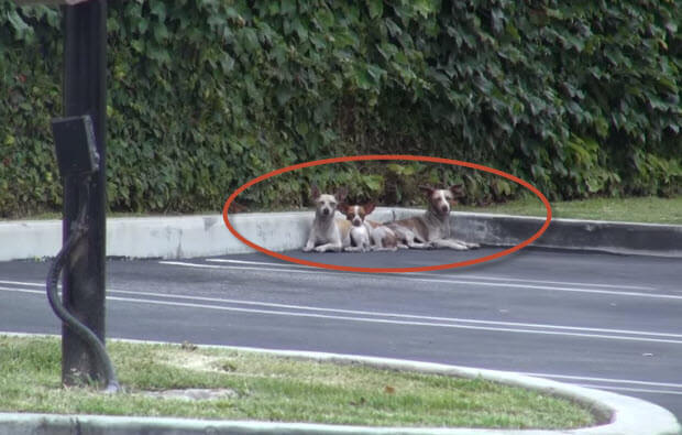 three chiwawas dropped at parking lot