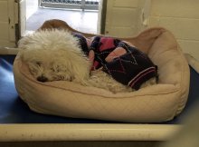 dog was surrendered