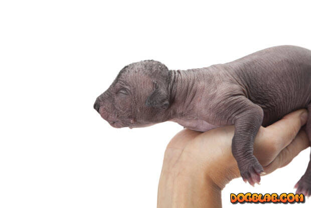 _xoloitzcuintle-puppy