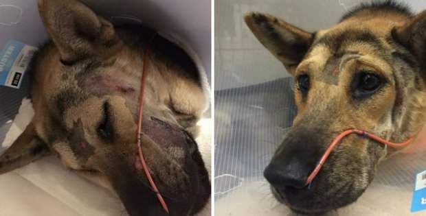 dog saved by facebook post