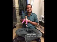 Tiny Chihuahua Rescue