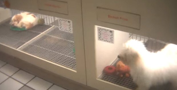 Deception Pets Stores Deploy Sell Puppies