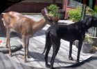 deer walked into back yard