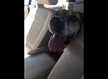 Dog Spent Last 7 Years Shelter