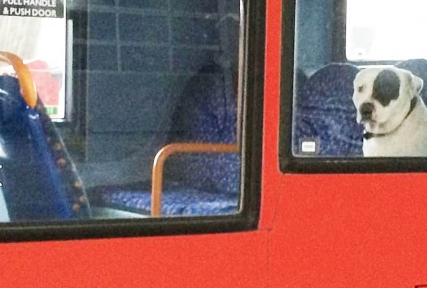 dog-abandoned-on-bus-2