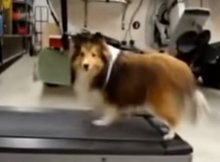 dog-cheats-exercise