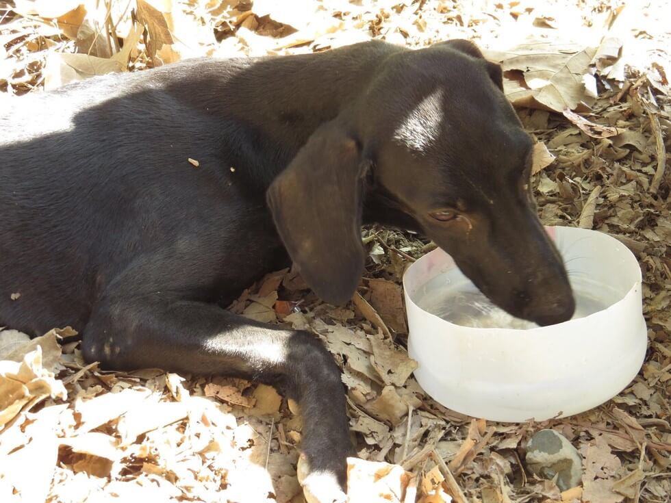 dog collapses gets rescued