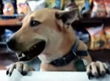 dog commercials