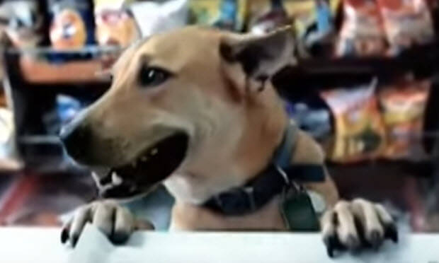 dog commercials