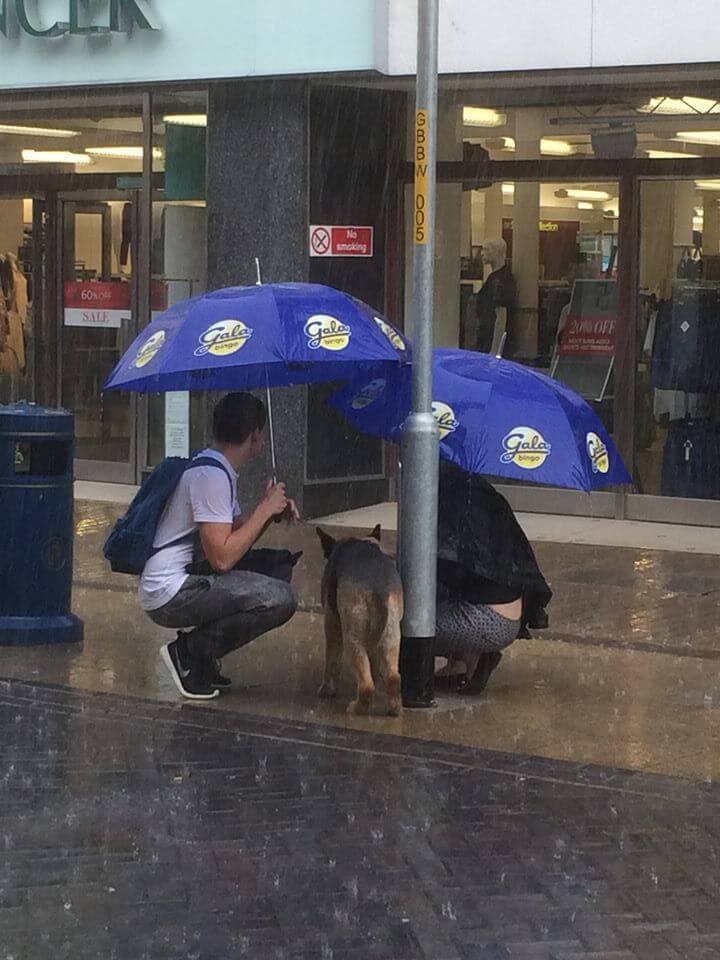 Dog Tied To A Post