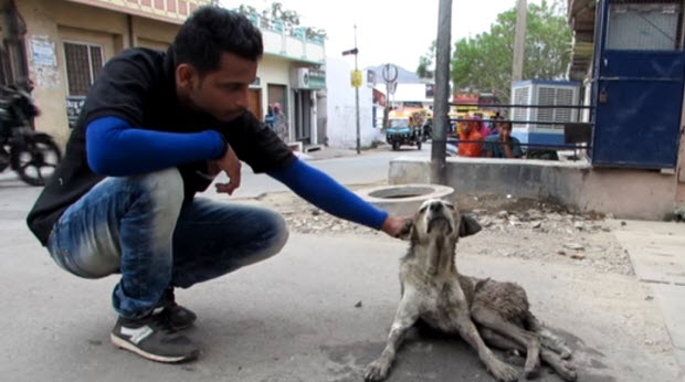 dog-ready-give-up-rescued