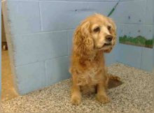 old pup dumped
