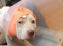 dog took bullet for owner