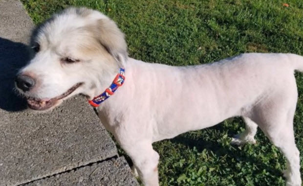 dog-trapped-barn-35-lbs-fur-3