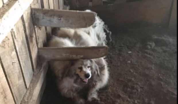 dog-trapped-barn-35-lbs-fur