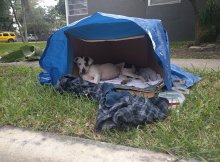 abandoned dog waiting family