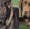 fences for fido -dogs tied to chains