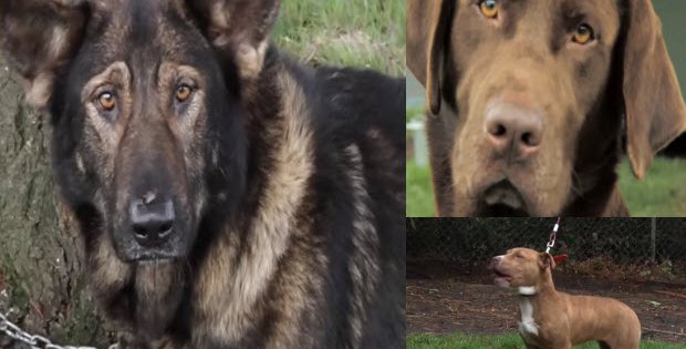 fences for fido -dogs tied to chains