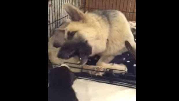 gsd-birth-construction-2
