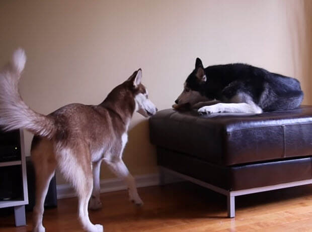 huskies-argue-2