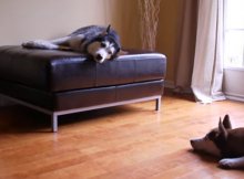 two huskies arguing