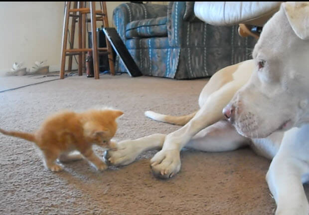 kitten attacks pit bull