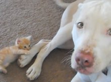 kitten attacks pit bull