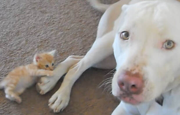 kitten attacks pit bull