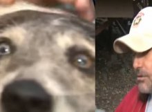 mountain lion attacked dog