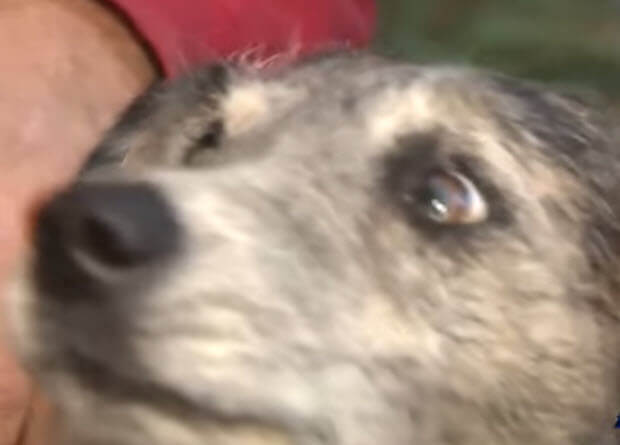 mountain-lion-attacked-dog-3