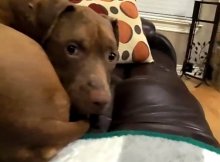 pit bull few days live