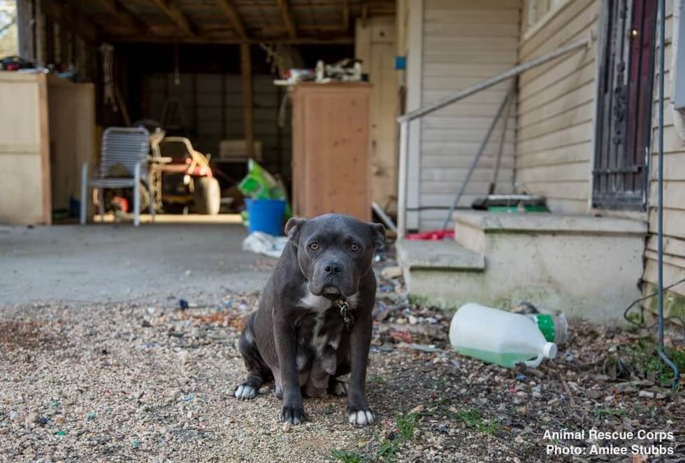 pit-bull-knew-all-behind-4