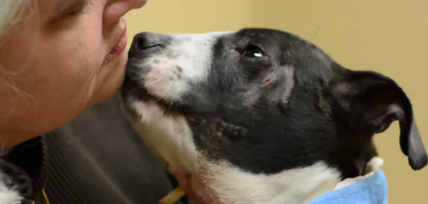 pit bull rescued from dog fighting