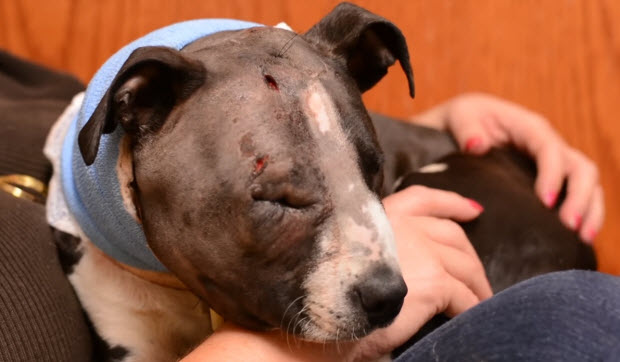 pit bull rescued from dog fighting