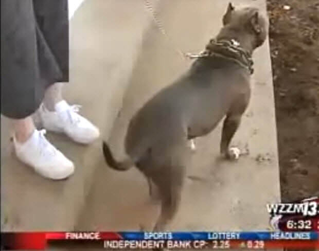 pit bull saves woman