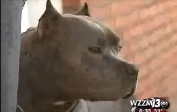 pit-bull-saves-woman-5