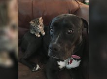 pit bull and a kitten