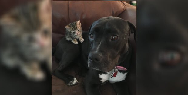 pit bull and a kitten