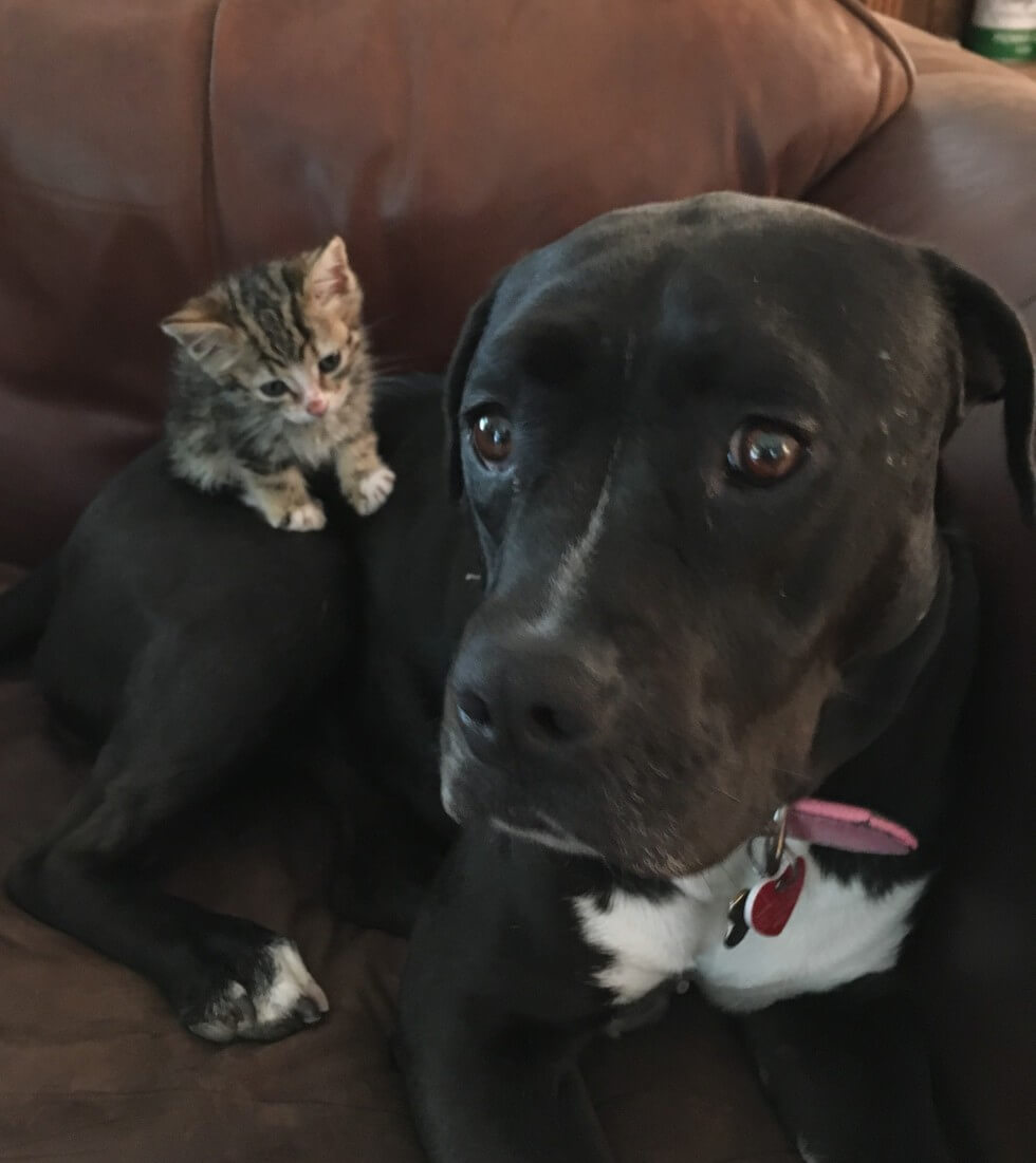 pit bull and a kitten