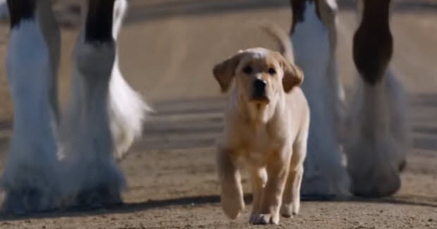 puppy-commercial-3