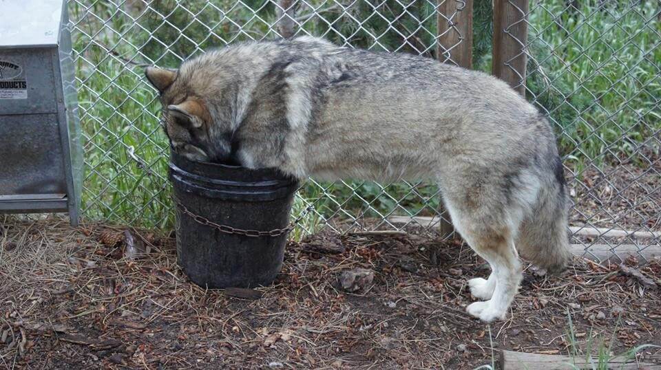 rescuers saved wolf-dog