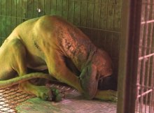 dog was rescued