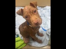 starved puppy adopted