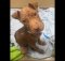 starved puppy adopted