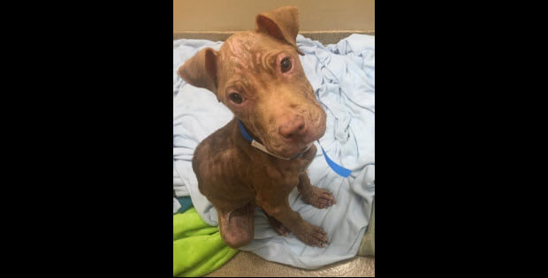 starved puppy adopted